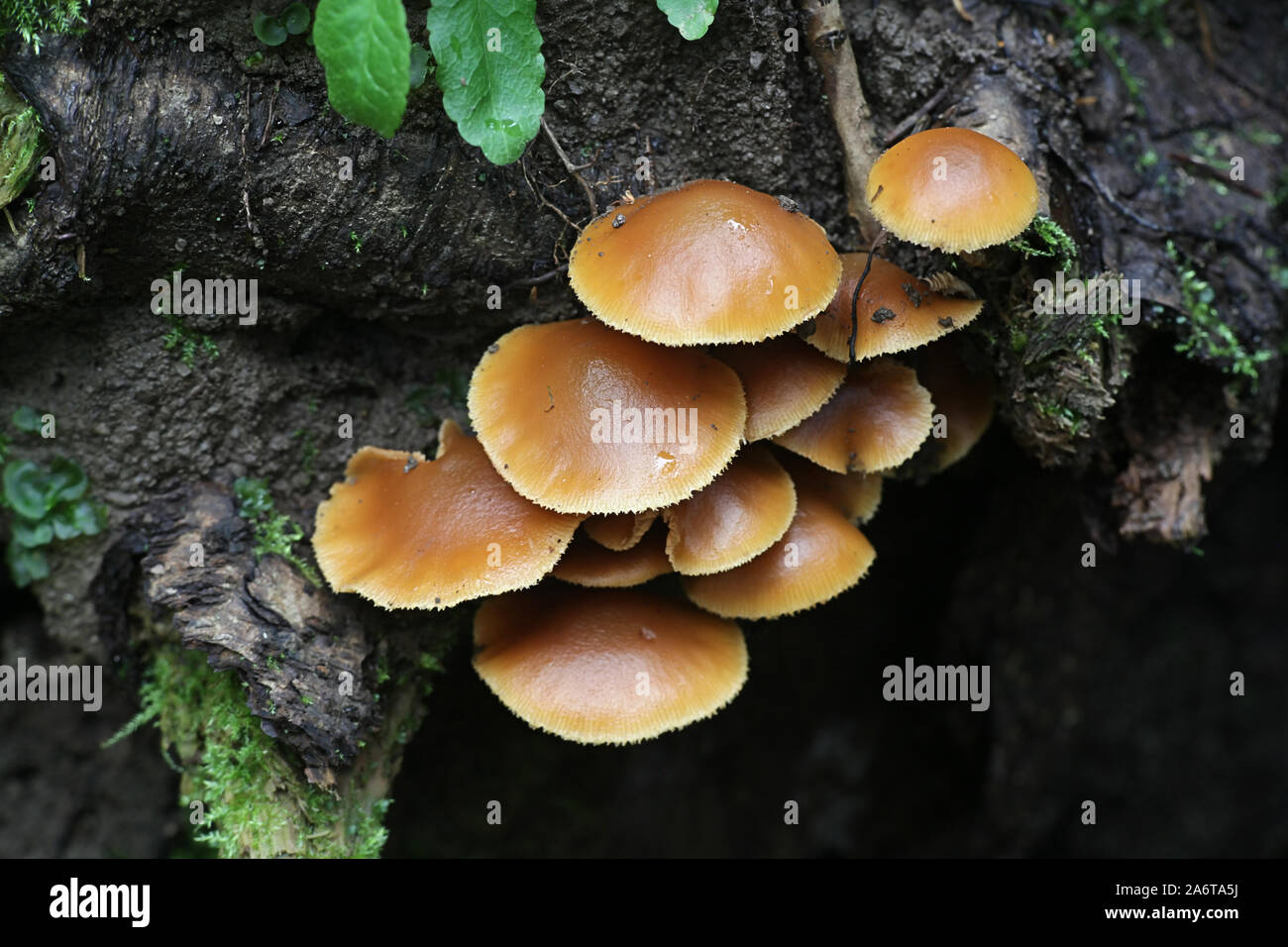 Funeral bell mushrooms hires stock photography and images Alamy
