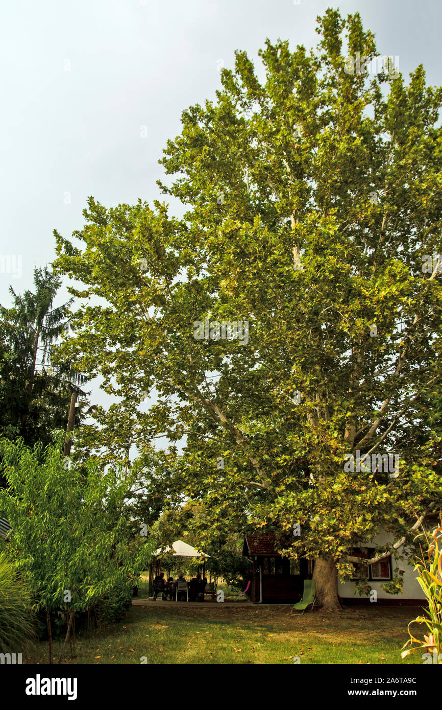 The beautifully branched Platanum tree stands guard and guards the house beneath. Stock Photo