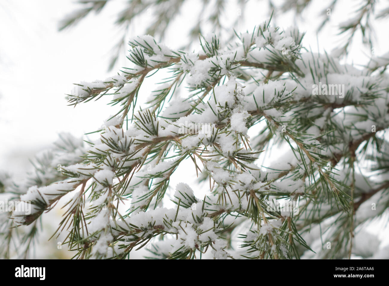 Branches and needles of a Cedar of Lebanon tree (Cedrus libani) under a layer of snow Stock Photo