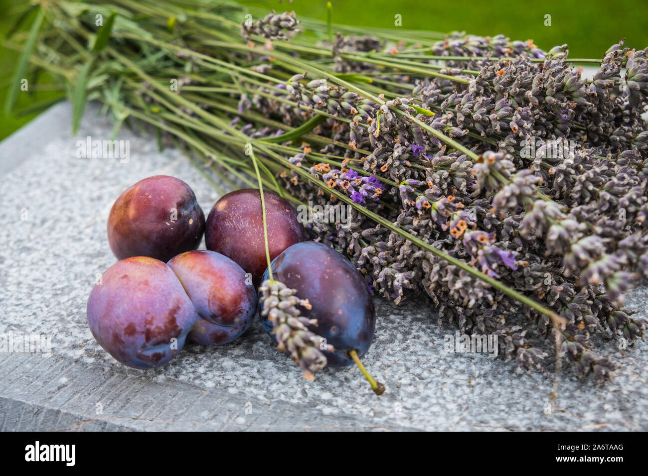 Fresh picked plums with lavender flowers on the stone table outdoors Stock Photo