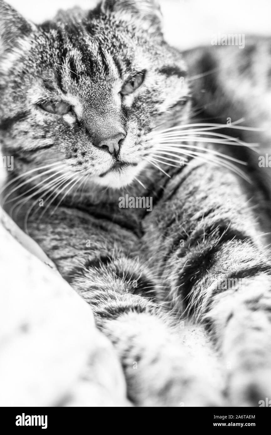 Black and white image of thirteen years old female tabby cat with stretched paws Stock Photo