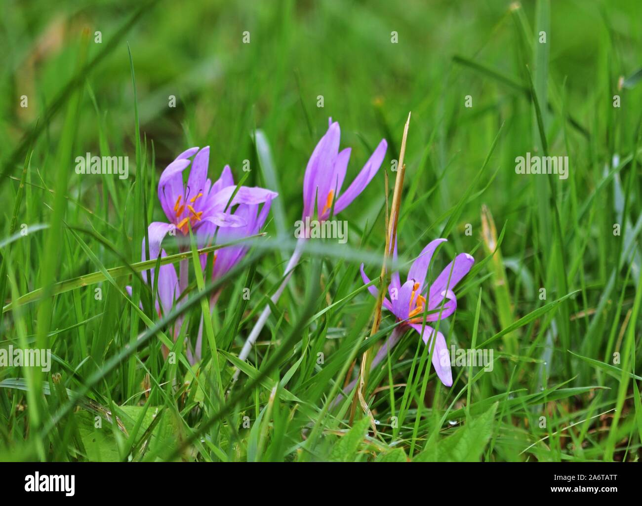 Group of Meadow saffron - Colchicum autumnale Stock Photo