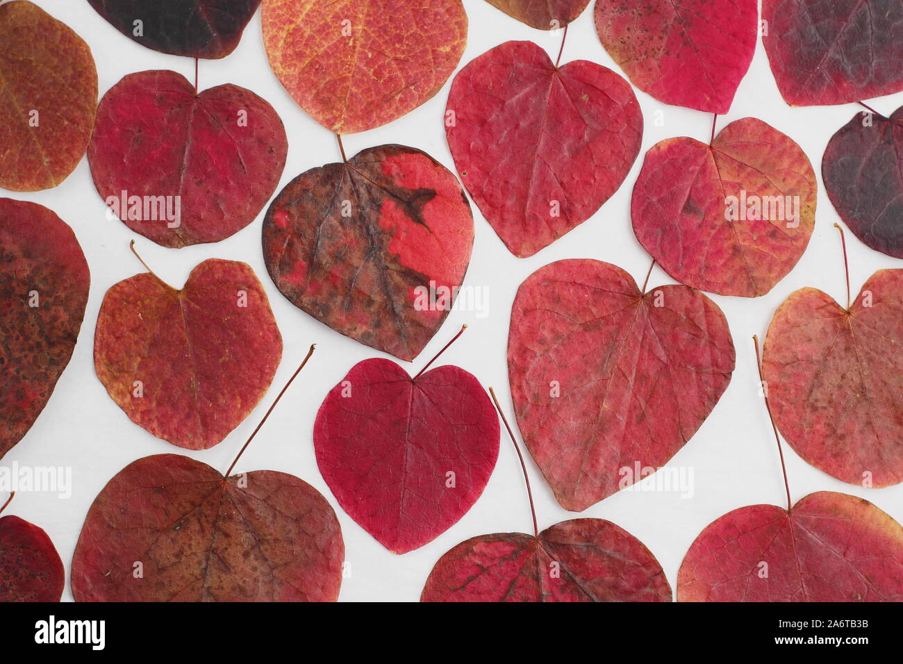Heart shaped leaves of Cercis canadensis 'Forest Pansy' displaying vibrant autumn hues on white background Stock Photo