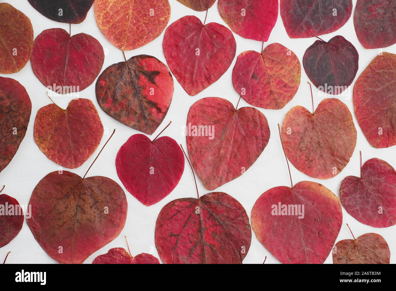 Heart shaped leaves of Cercis canadensis 'Forest Pansy' displaying vibrant autumn hues on white background Stock Photo