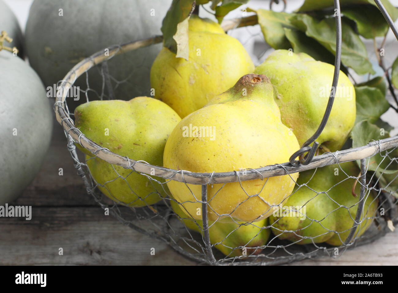 Cydonia oblonga 'Vranja'. Quince fruits in a wire basket for making jelly. UK Stock Photo