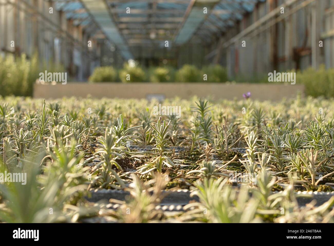 young lavender plants in a greenhouse Stock Photo Alamy