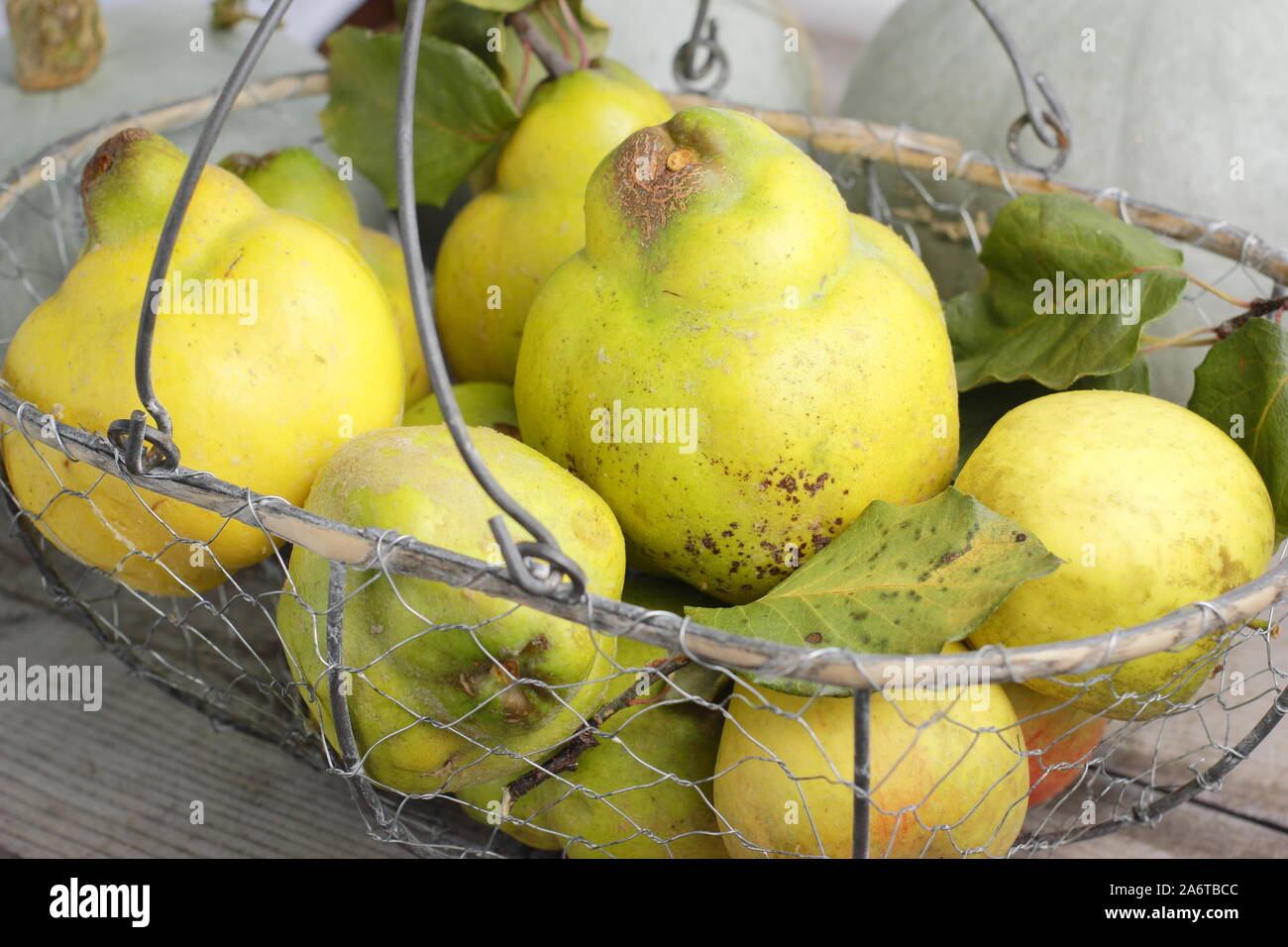 Cydonia oblonga 'Vranja'. Quince fruits in a wire basket for making jelly. UK Stock Photo
