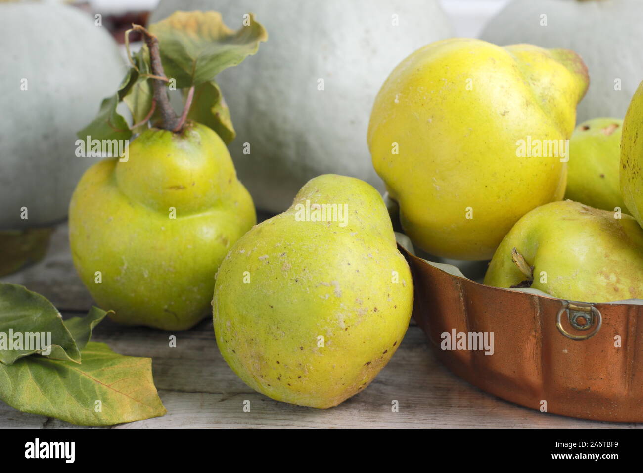 Aromatic quince fruits on a kitchen table for making jelly. Autumn. UK Stock Photo