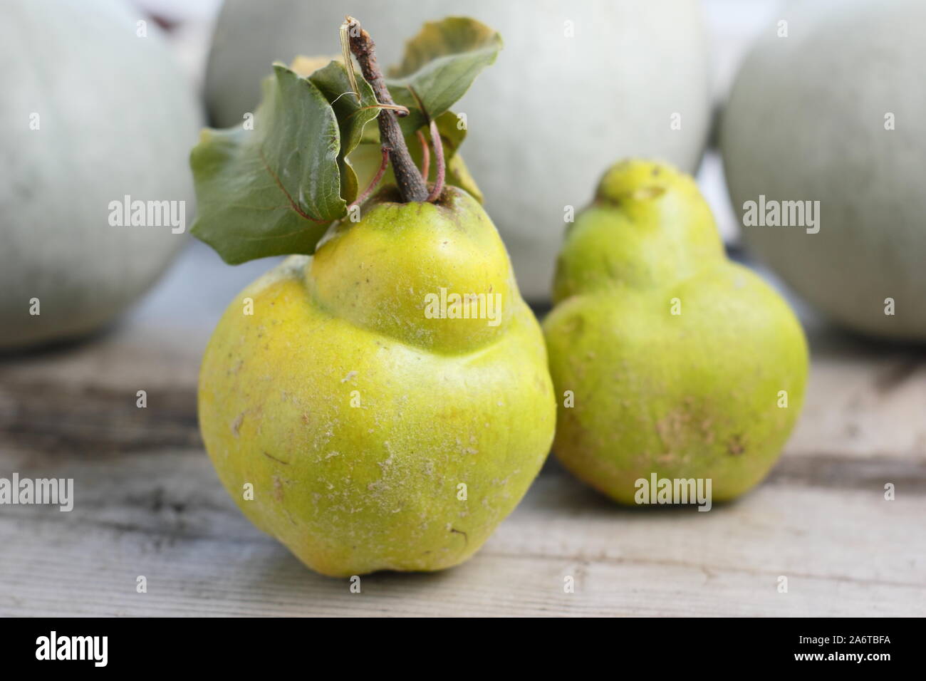 Cydonia oblonga 'Vranja'. Aromatic quince fruits on a kitchen table for making jelly. Autumn. UK Stock Photo