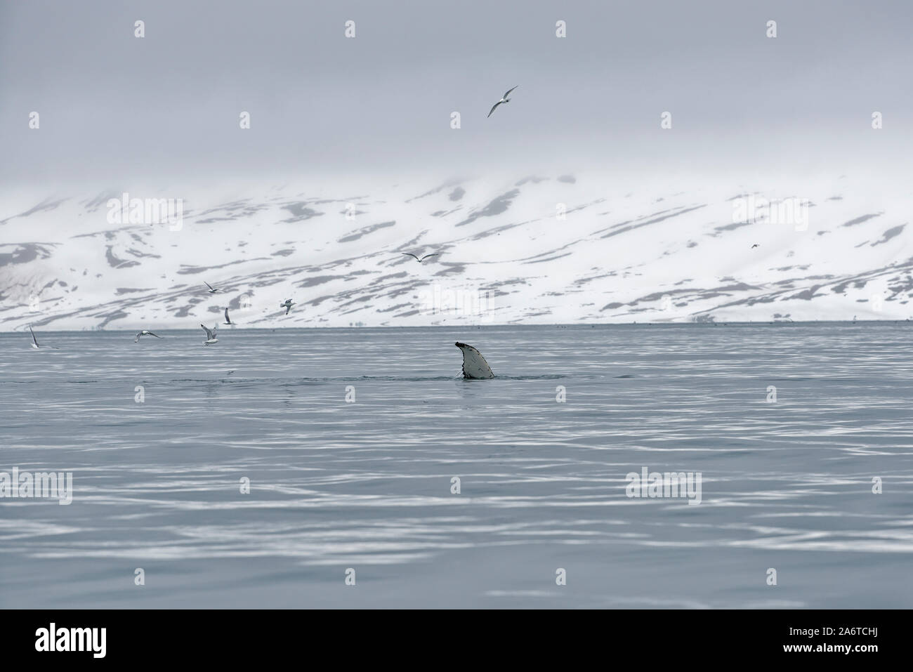 View of a blue whale (Balaenoptera musculus) near the coast of Spitsbergen, Svalbard, Norway Stock Photo