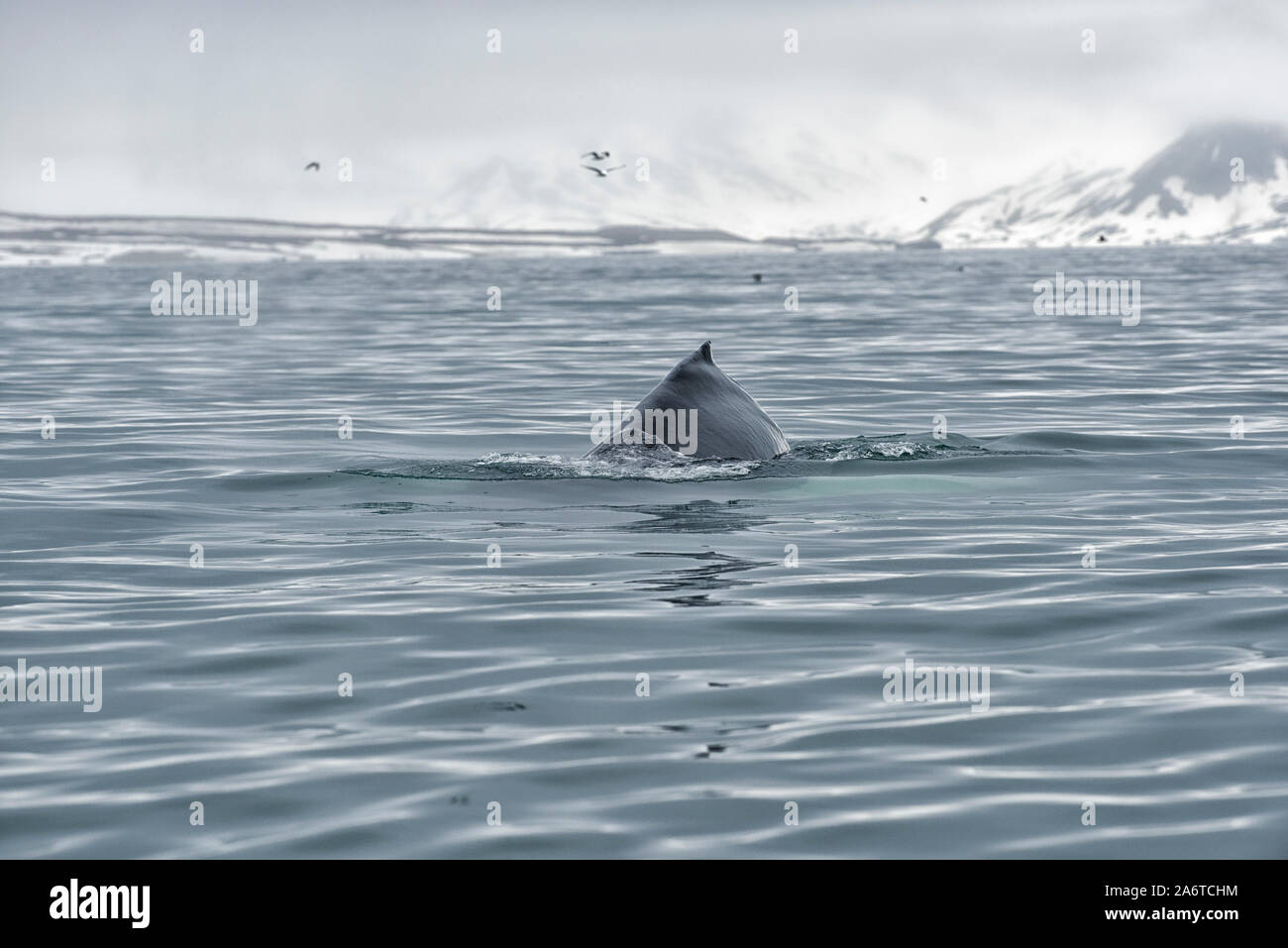 View of a blue whale (Balaenoptera musculus) near the coast of Spitsbergen, Svalbard, Norway Stock Photo