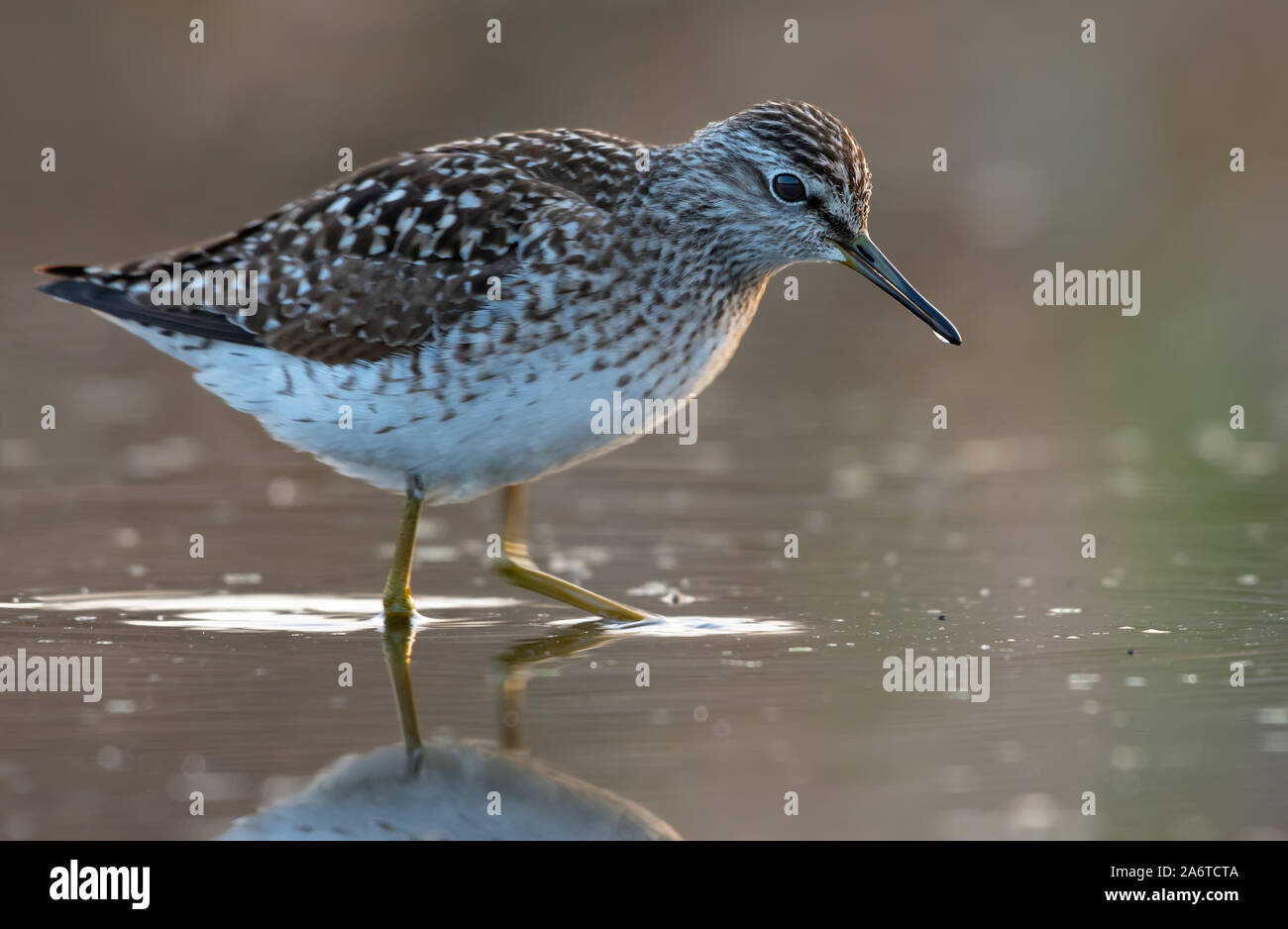 Wood sandpiper goes through water in search of insects and other food Stock Photo