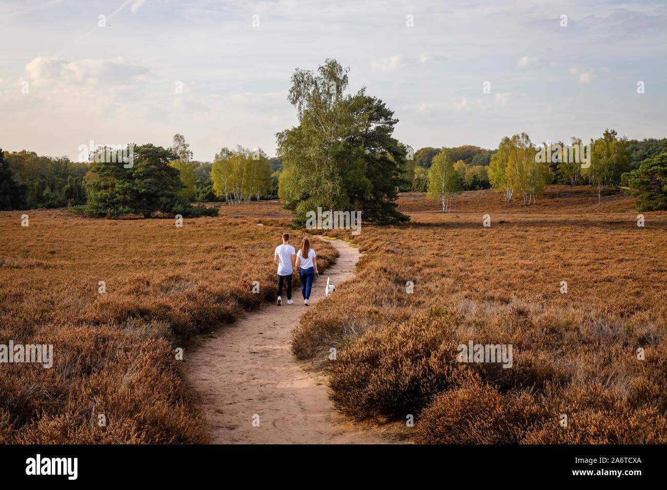 Haltern am See, Muensterland, North Rhine-Westphalia, Germany - Westruper  Heide, a young couple with a dog, walks hand in hand on a path through the  h Stock Photo - Alamy