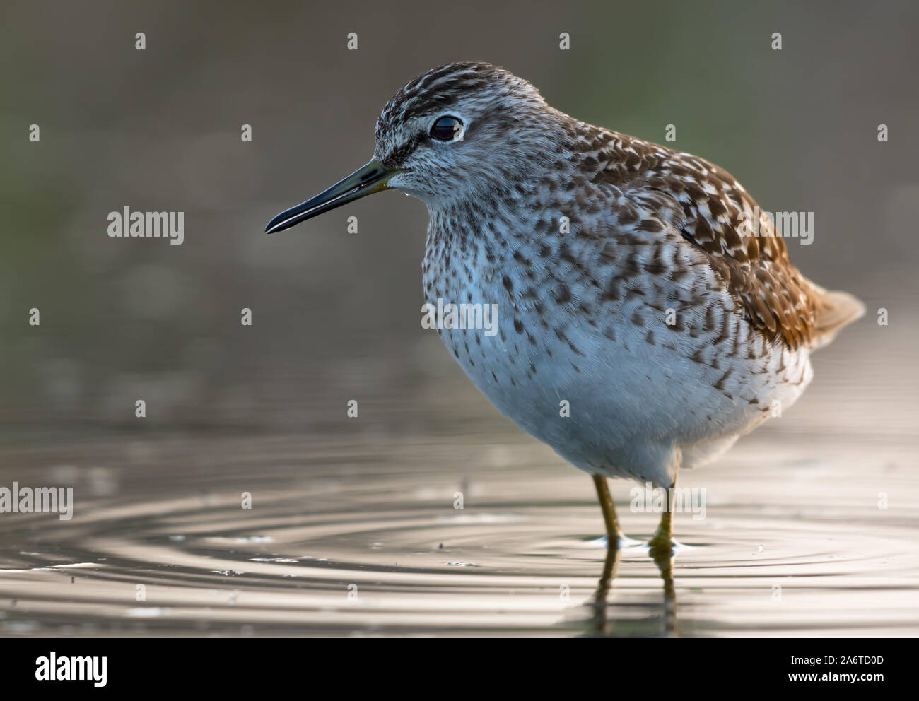 Close and Big photo of Wood sandpiper resting in water with circles on surface Stock Photo