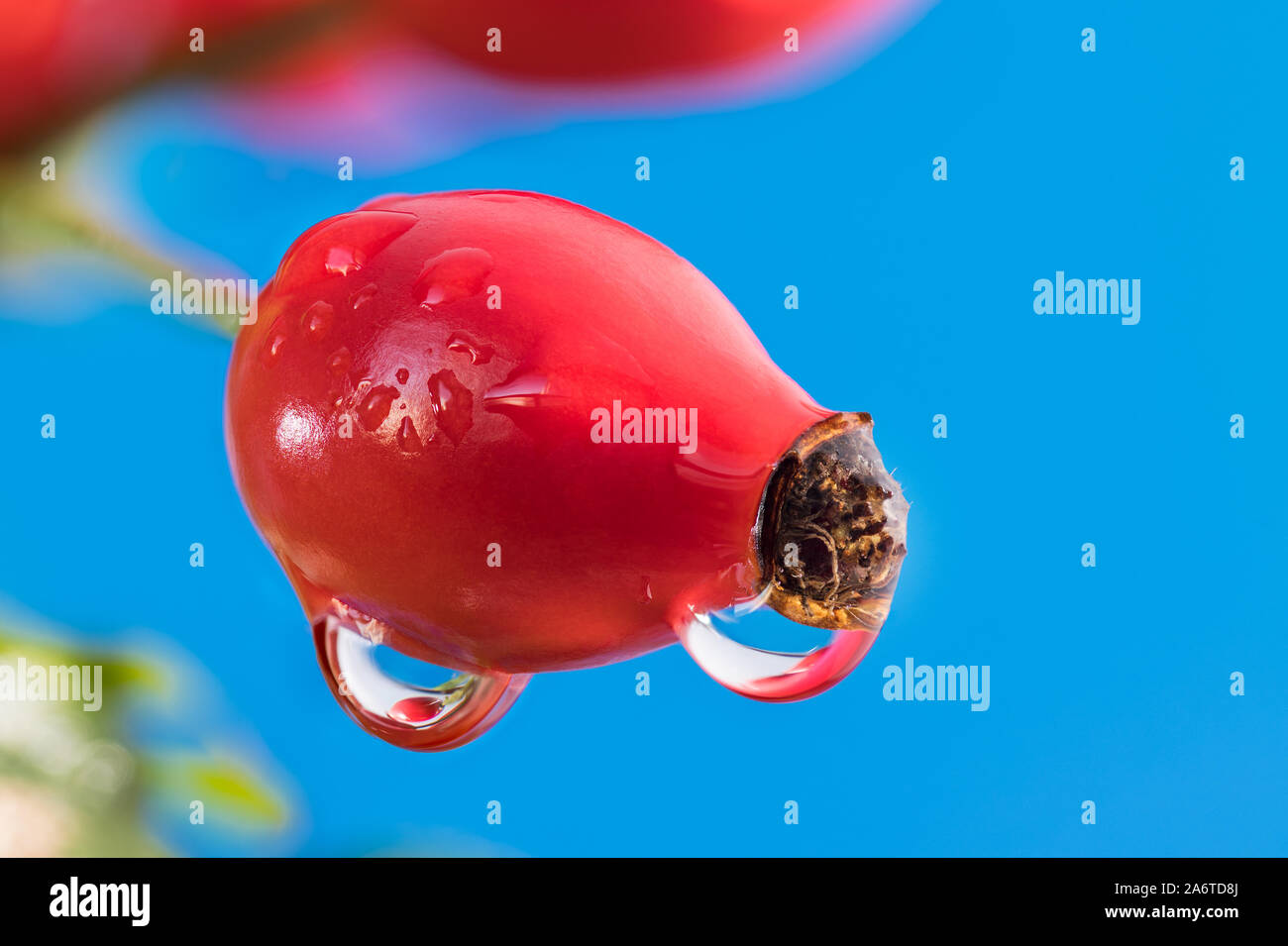 Wet ripe raw rose hip with beautiful water drops on blue sky background. Mirroring in dewdrop detail. Healthy bio fruit with vitamins and carotenoids. Stock Photo