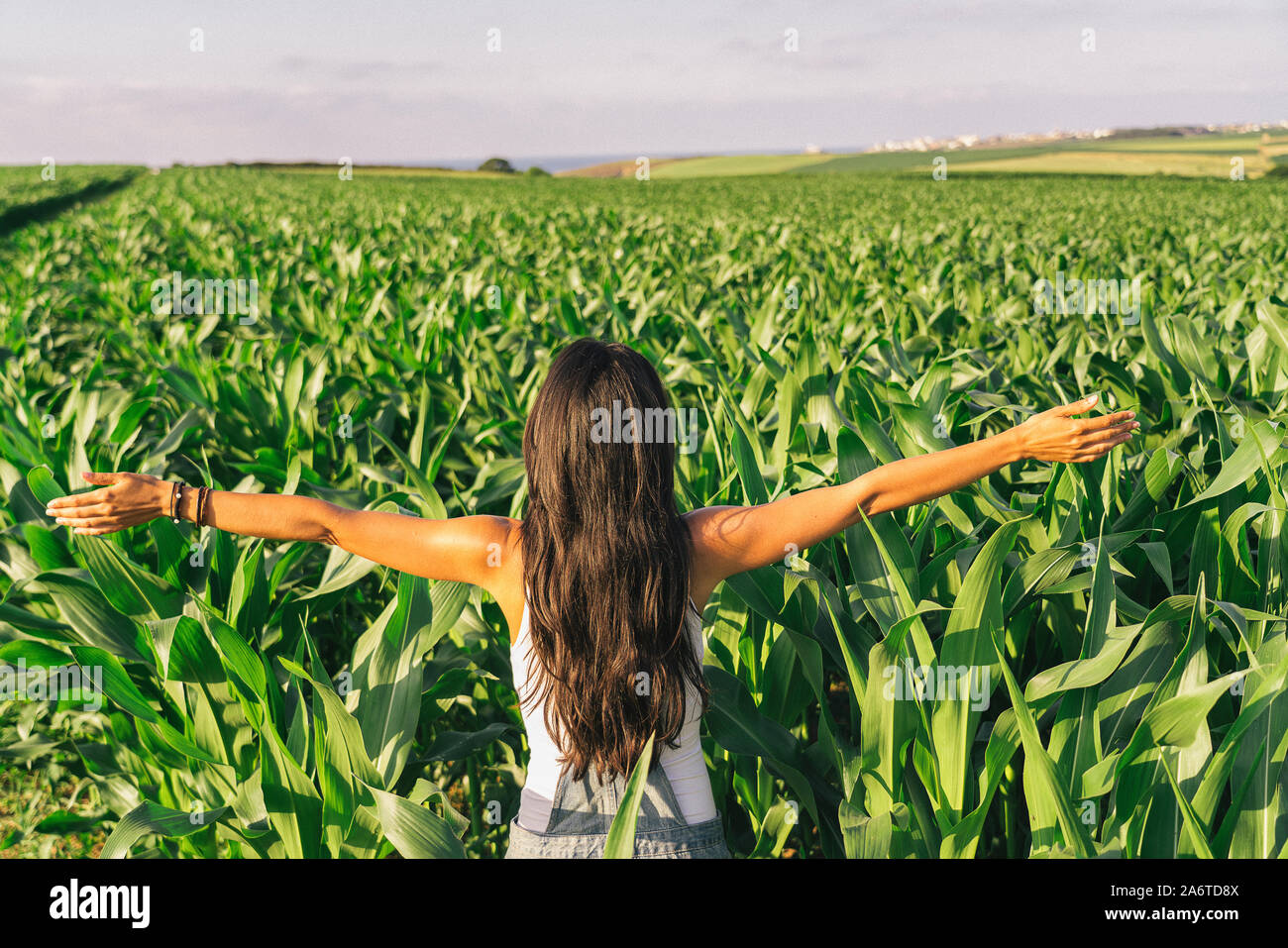 Female farmer in a landscaped corn field at sunset Stock Photo - Alamy