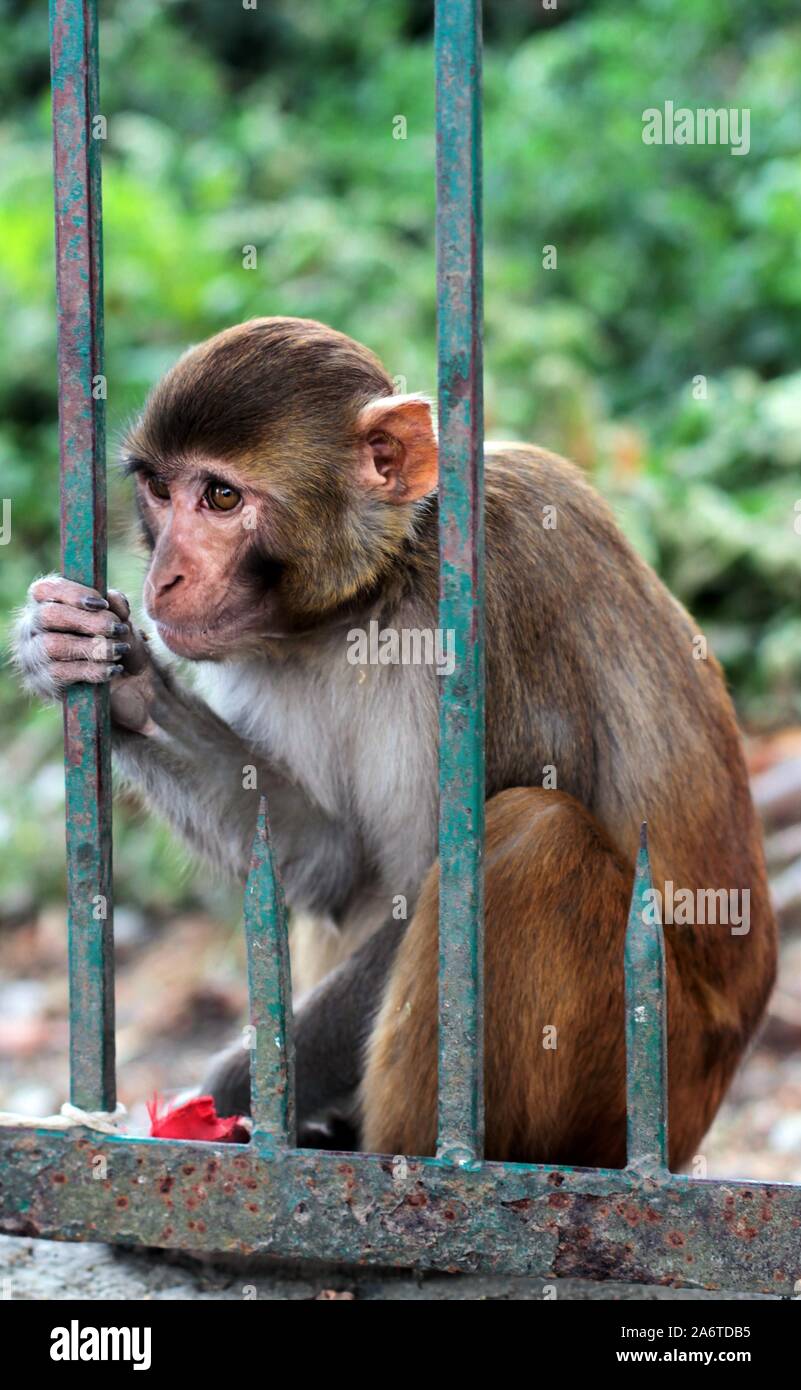 Monkey at the Swaymbhunath temple in Kathmandu, Nepal 2017. Stock Photo