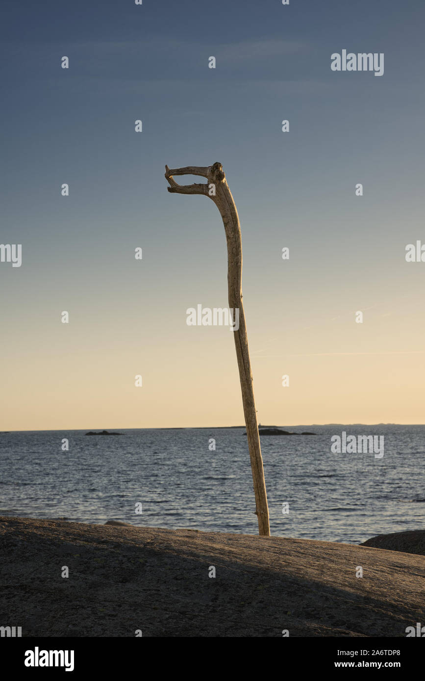 Weird figure natural stick tree trunk that looks like a mythical animal, Tjome, Norway Stock Photo