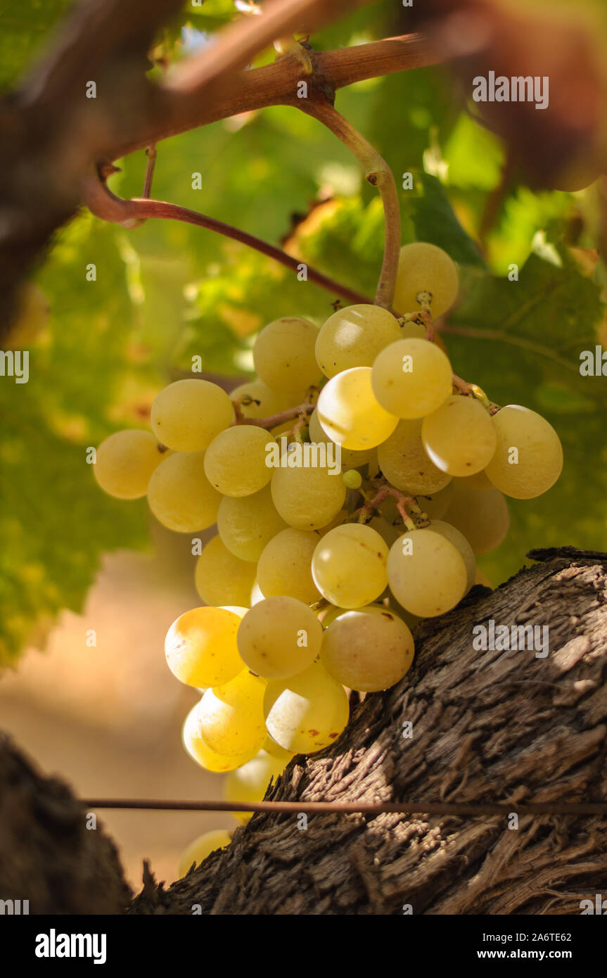 bunches of green grapes on a tree in the field Stock Photo Alamy