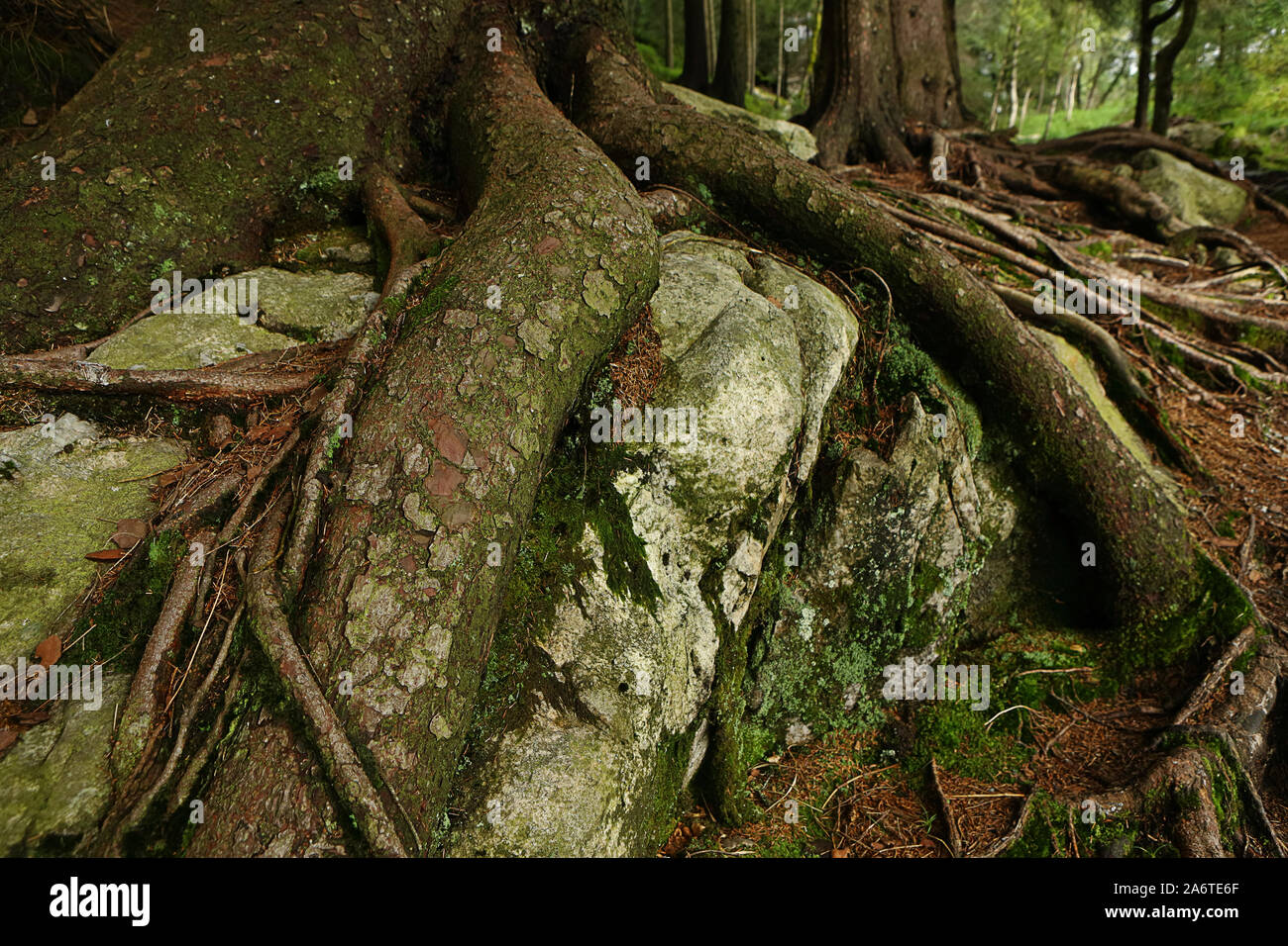 Fir tree roots hires stock photography and images Alamy