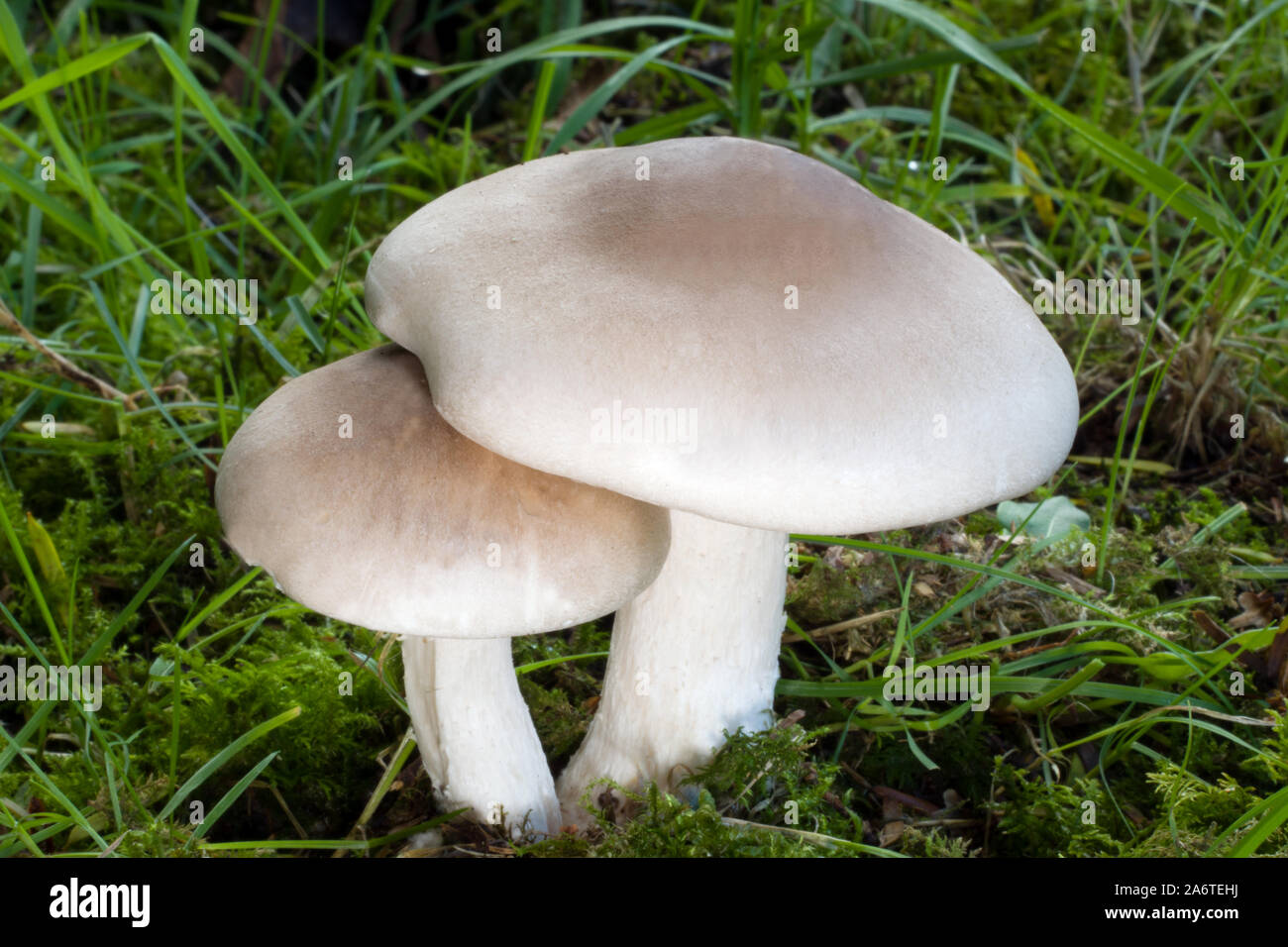 Clitocybe nebularis (clouded agaric) appears in both conifer forests and broad-leaved woodland in both Europe and North America. Stock Photo