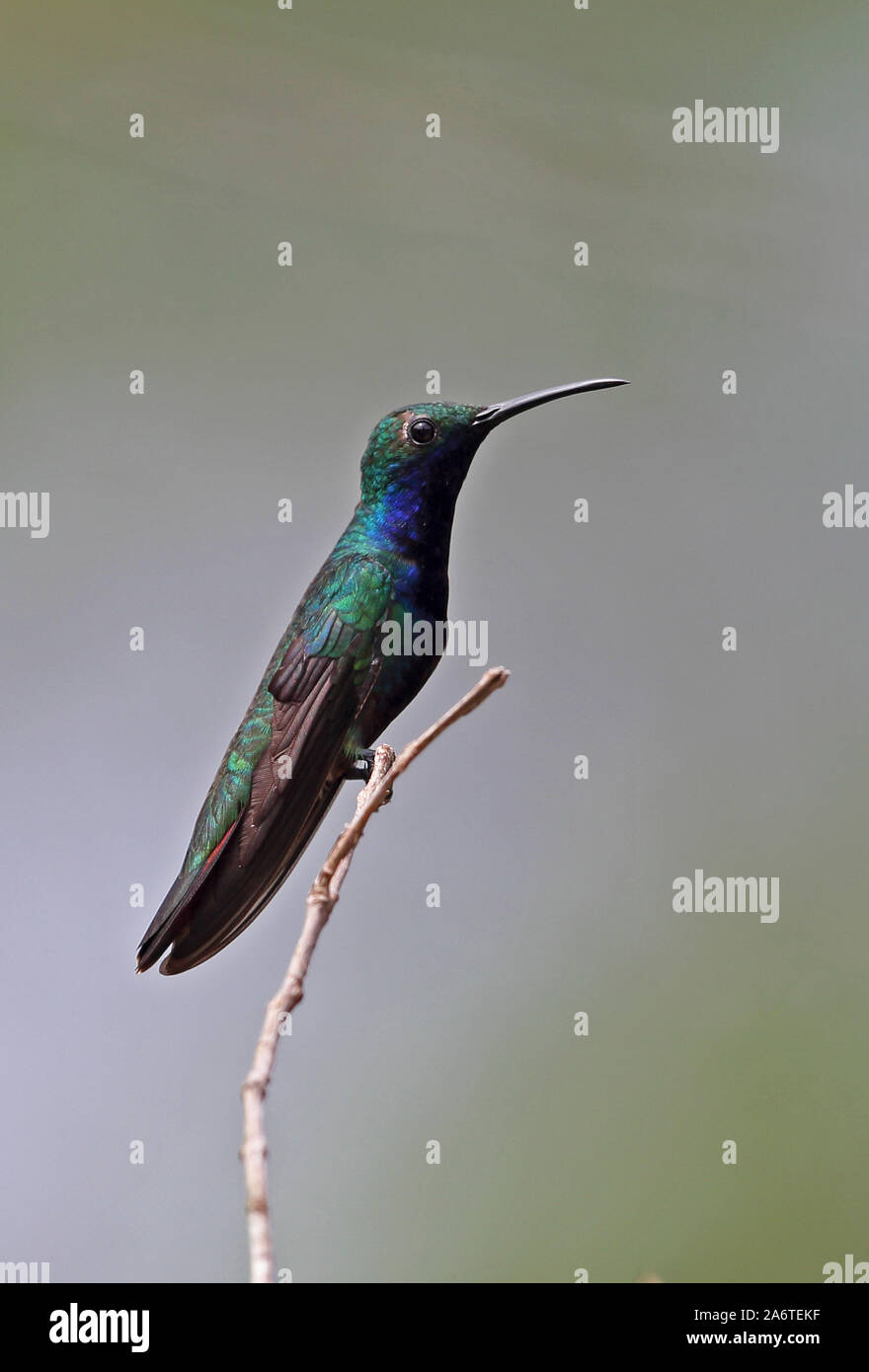 Black-throated Mango (Anthracothothorax nigricollis) adult male perched on twig  Torti, Panama        April Stock Photo