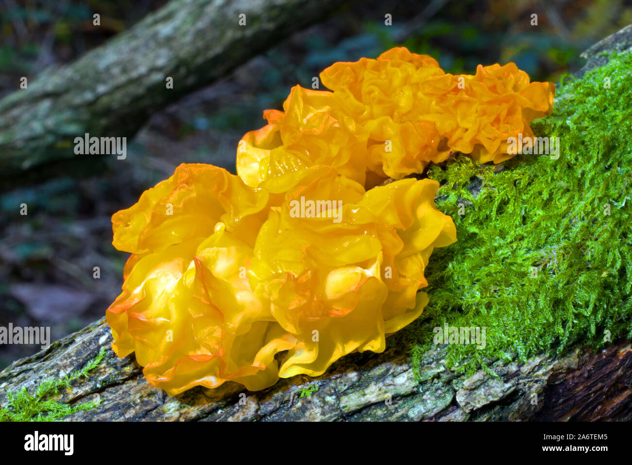 Tremella mesenterica (golden jelly fungus) is frequently found on dead  branches. It is a cosmopolitan species that occurs on various trees. Stock Photo