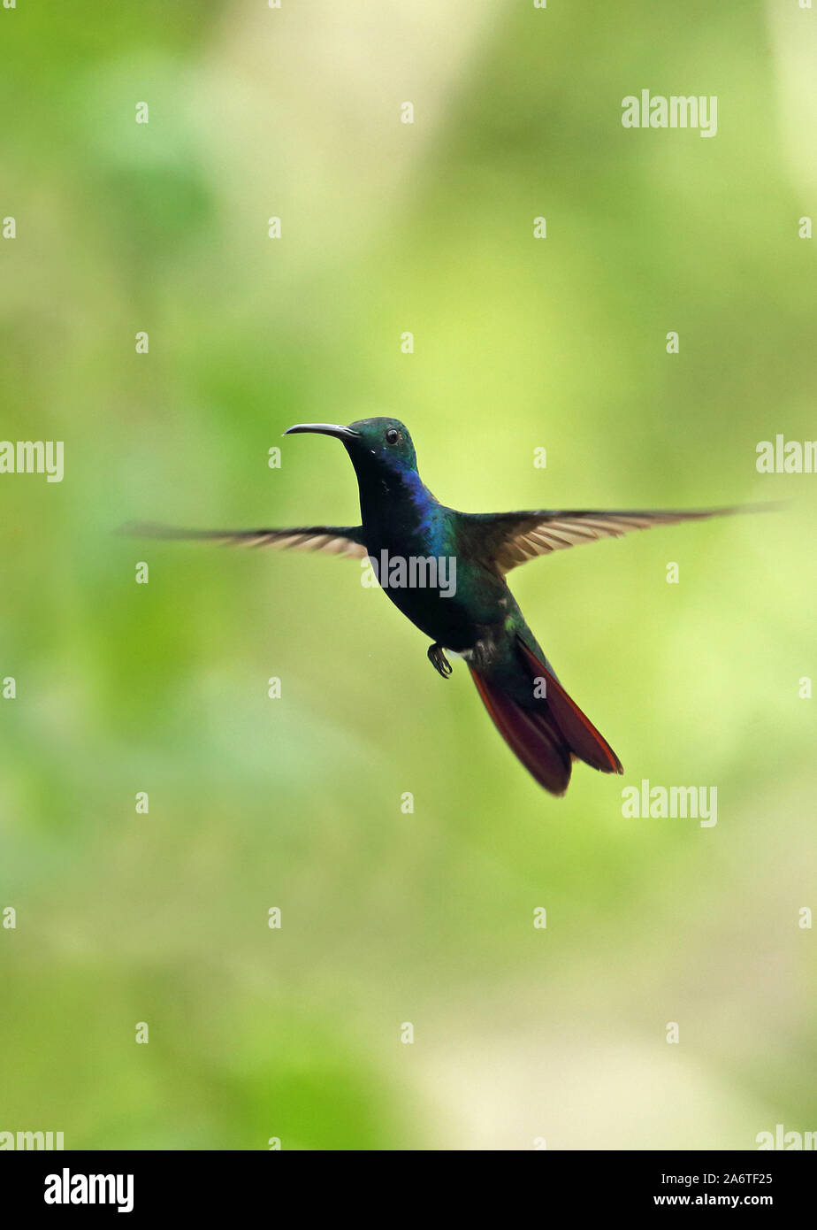 Black-throated Mango (Anthracothothorax nigricollis) adult male in flight  Torti, Panama        April Stock Photo