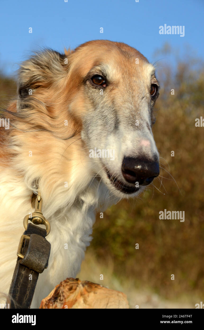 Face closeup on Borzoi dog Stock Photo - Alamy