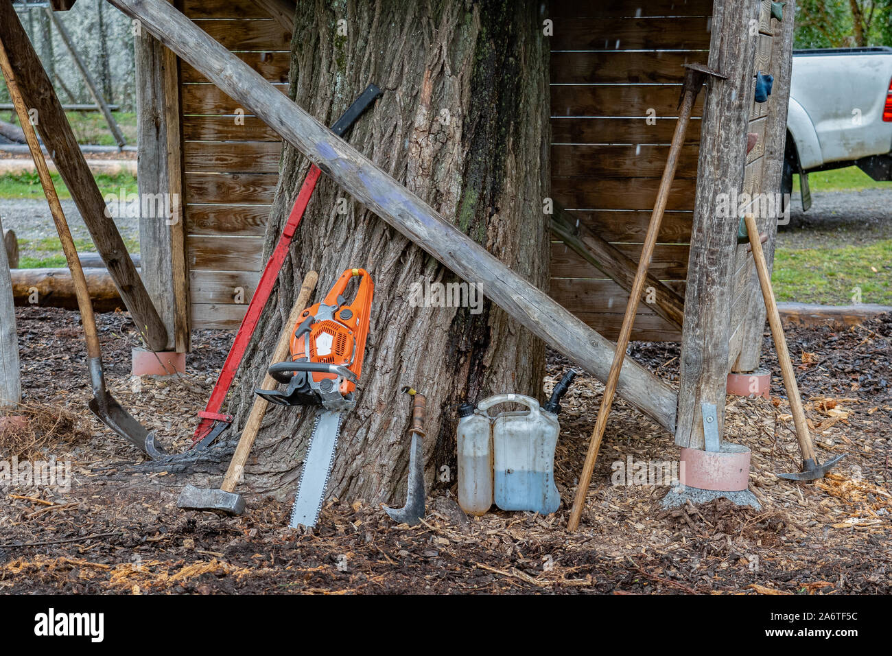 Tools for lumbermen like a chain saw and gasoline, ax, billhook, shovel and a felling lever lean at a tree in rainy day. Stock Photo