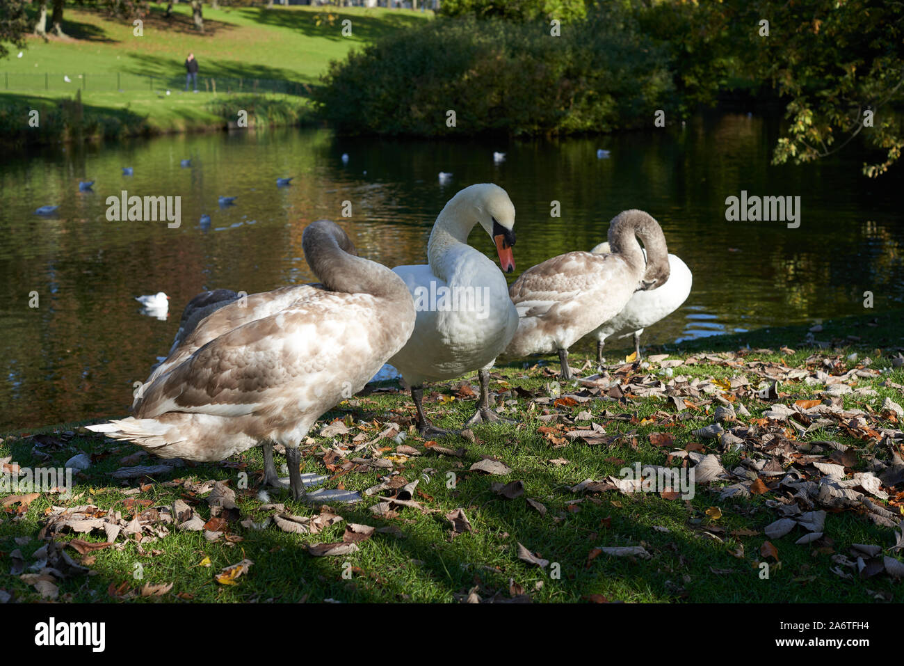 Swans in Phoenix Park, Dublin city, Ireland. Stock Photo