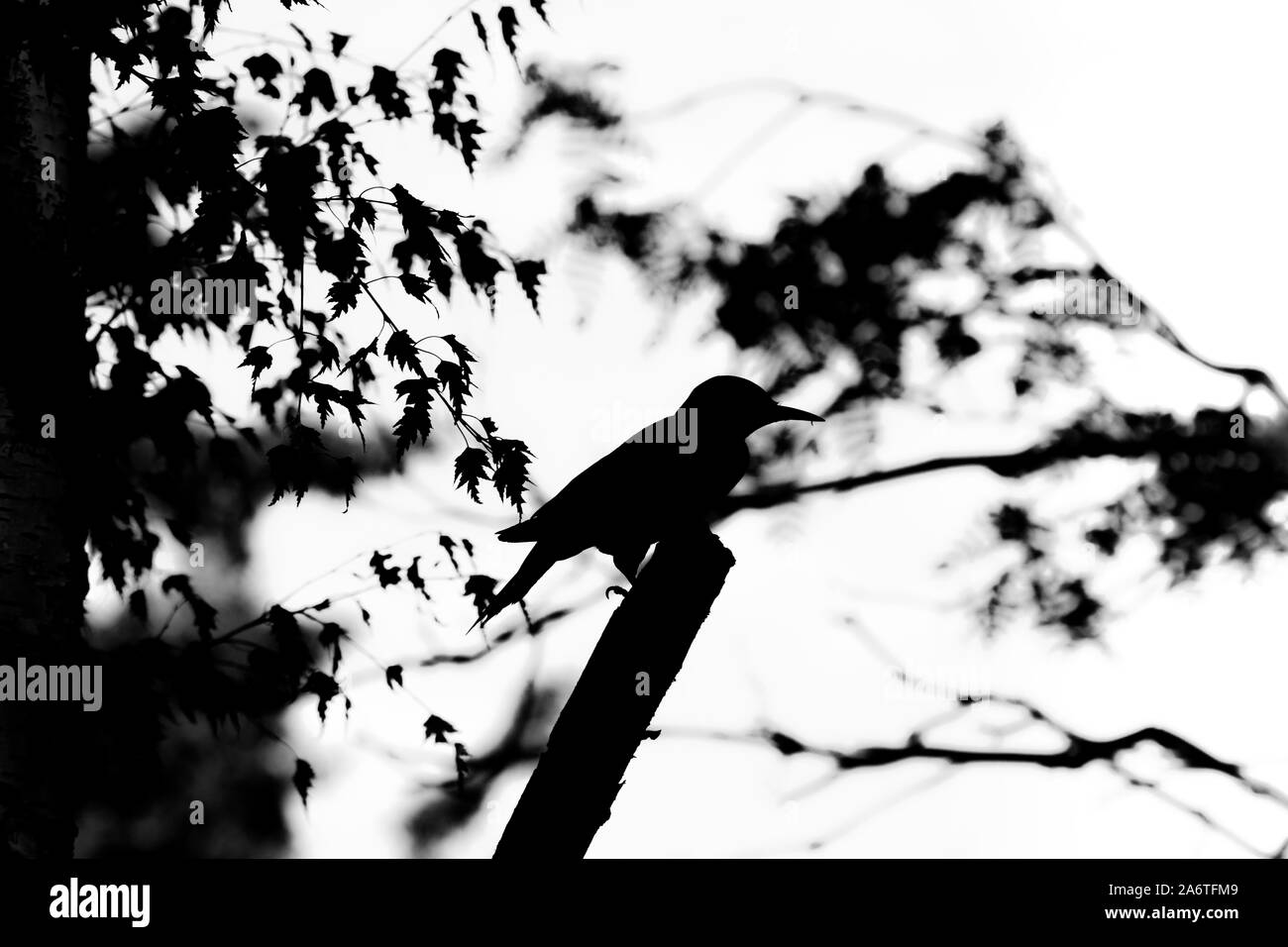 Starling in black and white Stock Photo