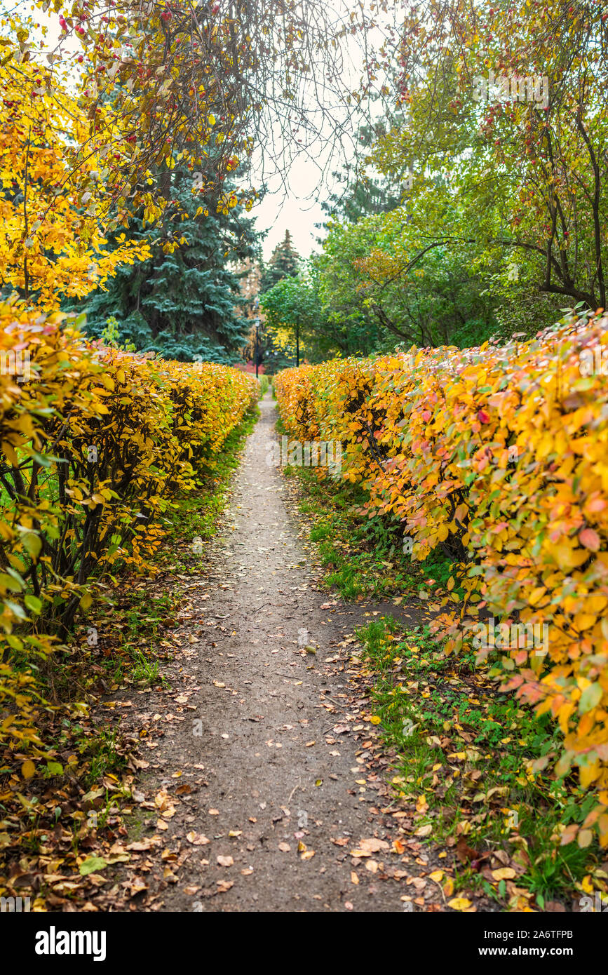 Path with fallen leaves in the autumn park between the bushes with ...