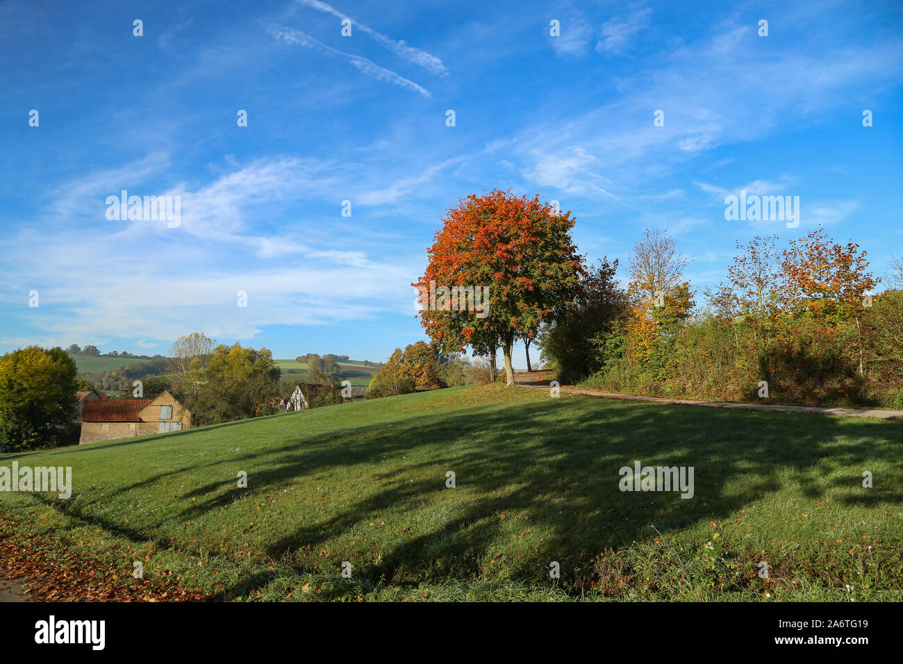 Beautiful Autumn landscape with trees and leafy Stock Photo - Alamy