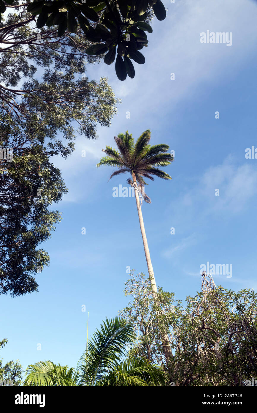 Very tall palm tree on Barbados Stock Photo