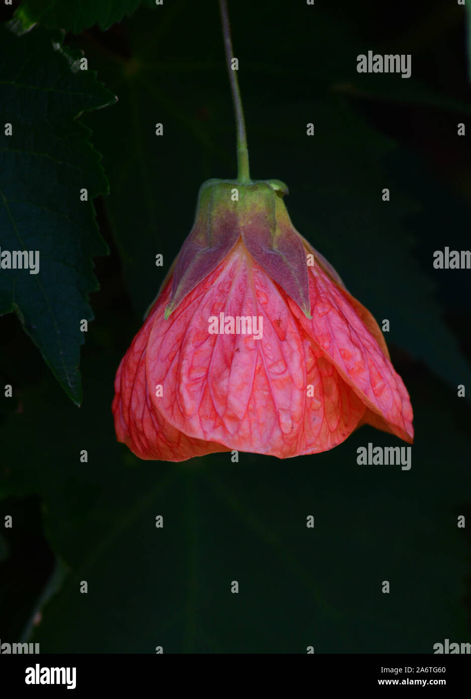 Redvein Abutilon Abutilon pictum flower, red pink drooping flower against dark background Stock Photo
