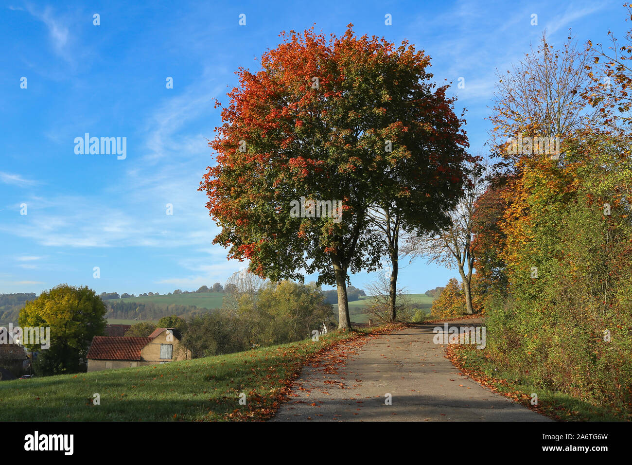 Beautiful Autumn landscape with trees and leafy Stock Photo - Alamy