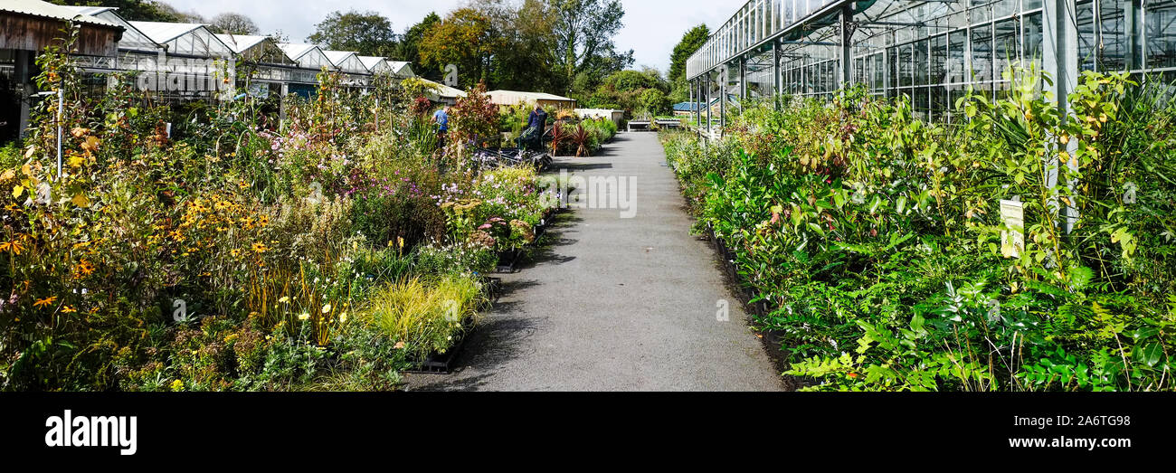 A panoramic view of a large garden nursery centre in Cornwall Stock