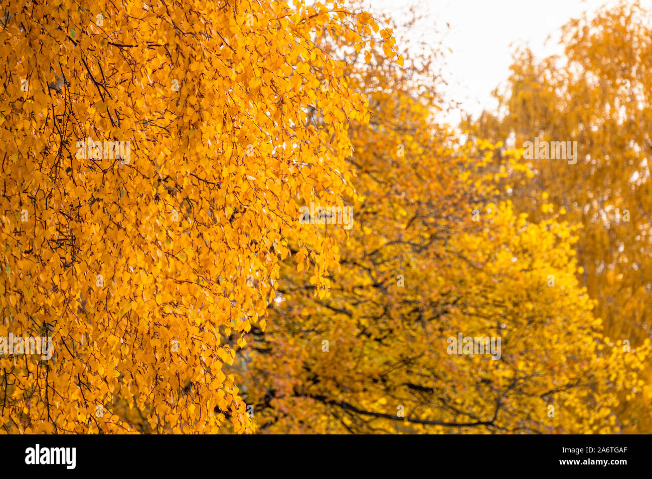 Birch branches with yellow leaves in autumn, in the light of sunset ...