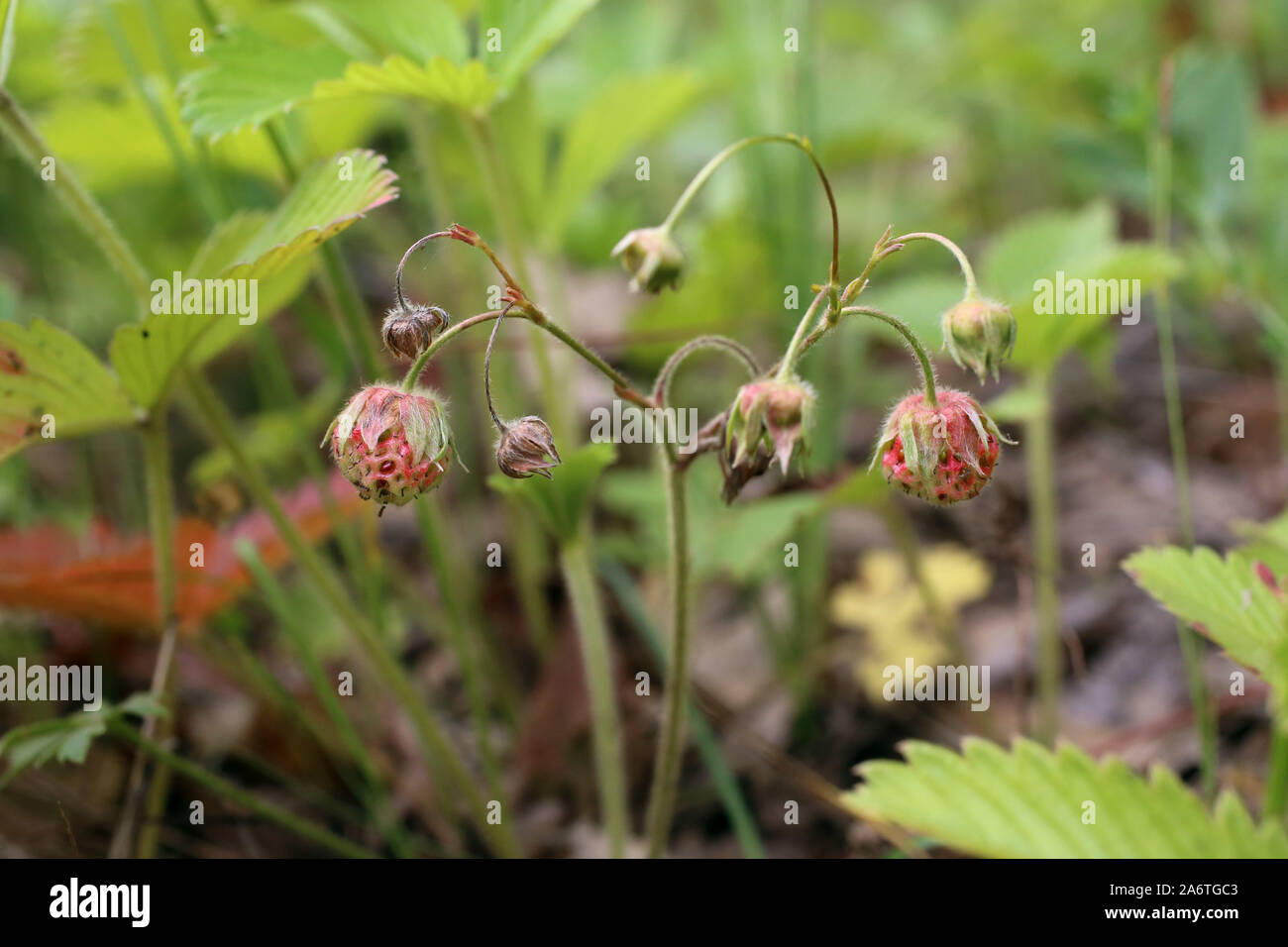 Fragaria viridis - wild flower Stock Photo
