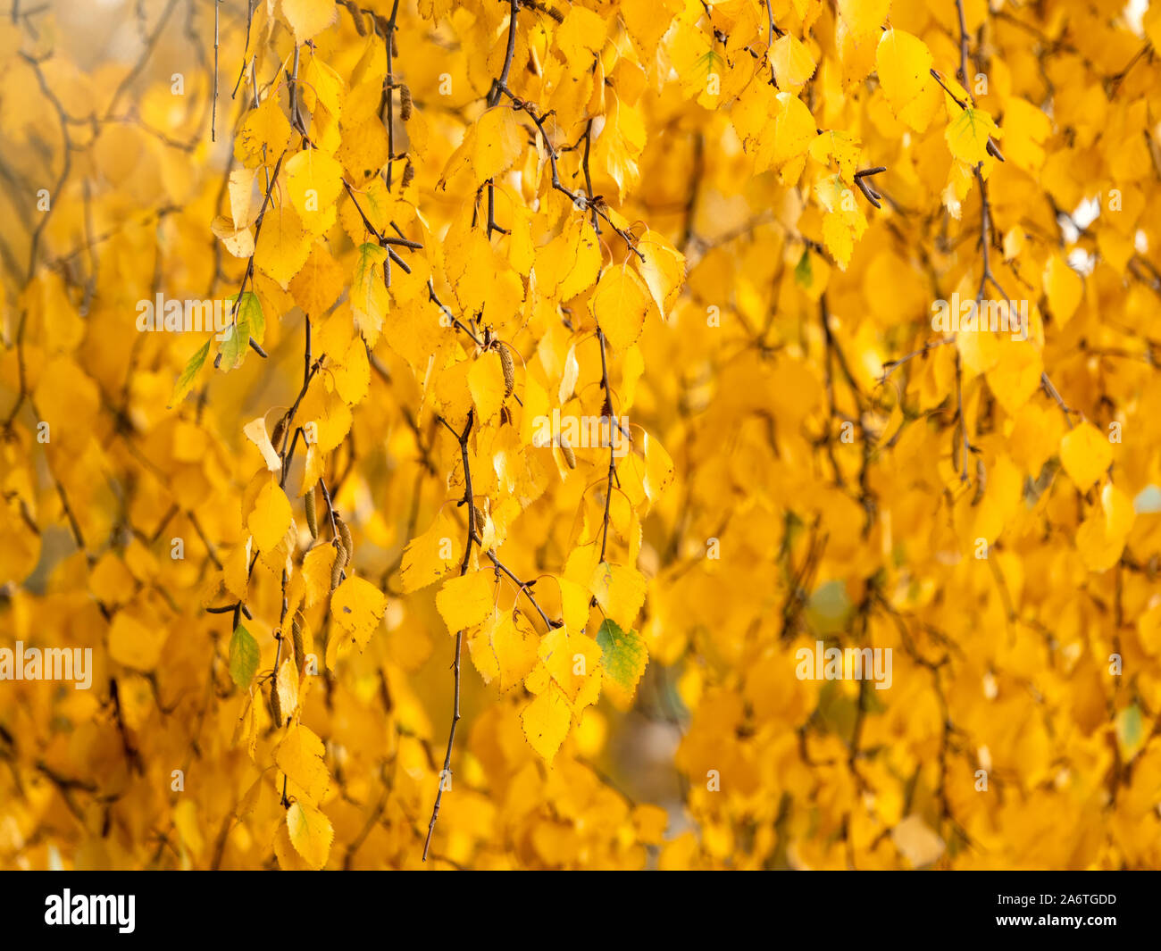 Birch branches with yellow leaves in autumn, in the light of sunset ...