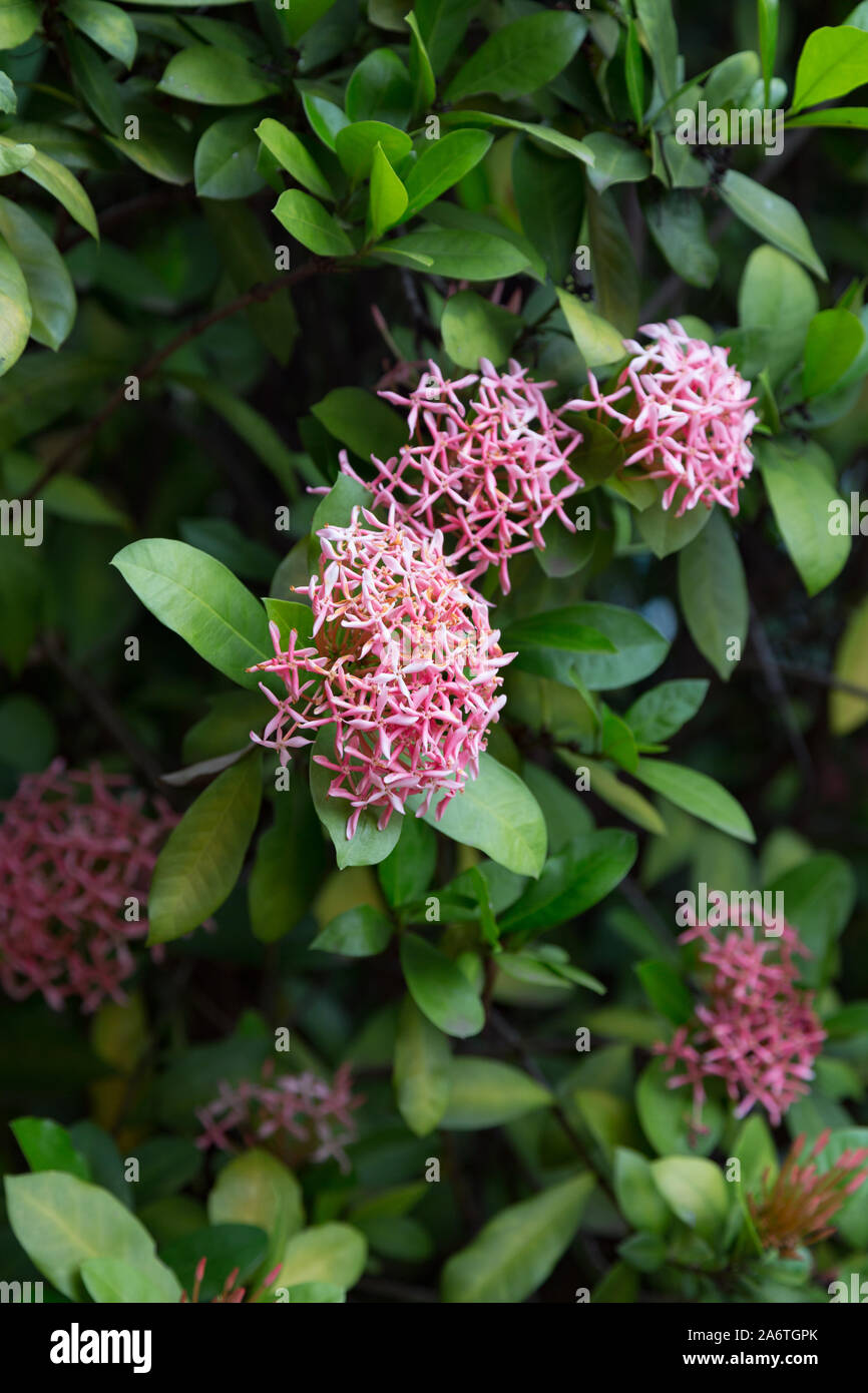Dwarf ixora (Ixora sp.) plant with pink flowers, Asuncion, Paraguay Stock Photo