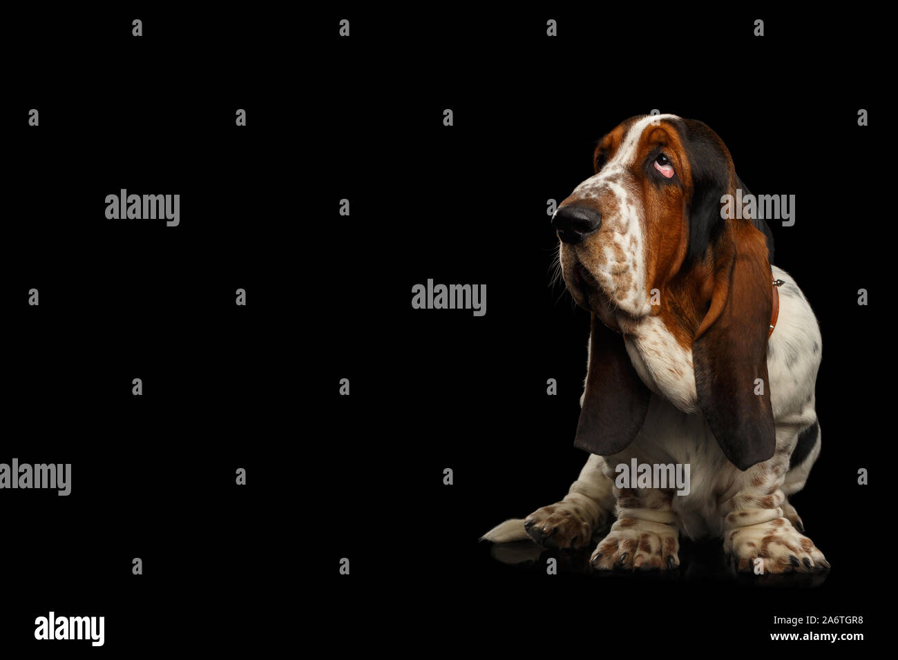 Funny Basset Hound Dog Standing and Looks Apathy on Isolated black background, Stare up Stock Photo
