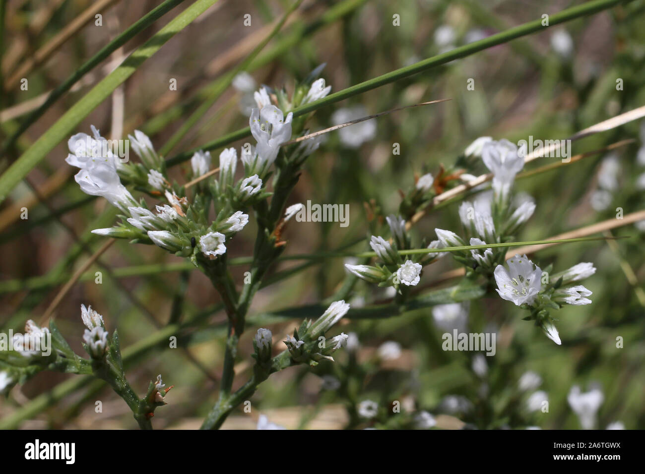Goniolimon collinum - wild flower Stock Photo