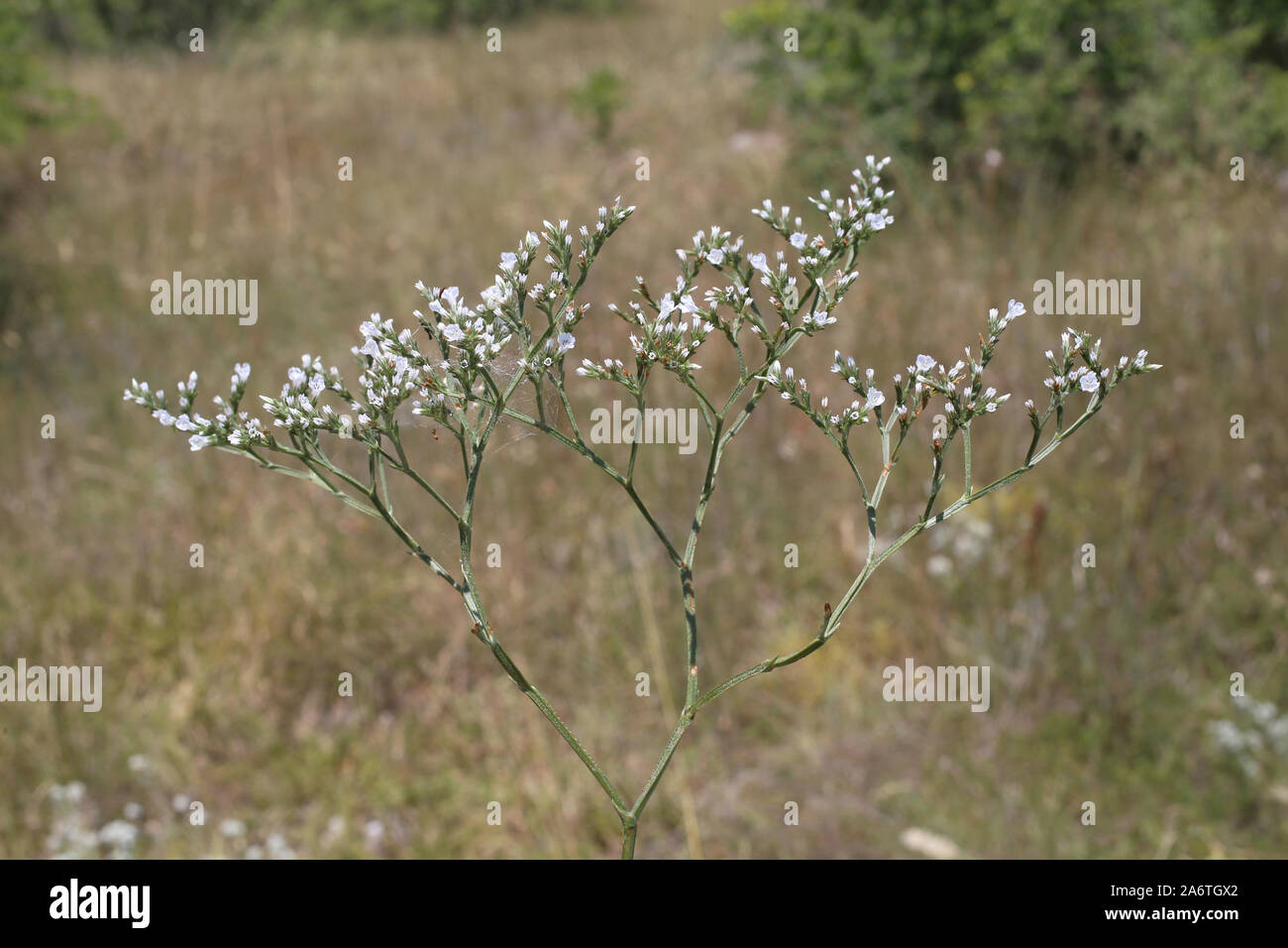 Goniolimon collinum - wild flower Stock Photo