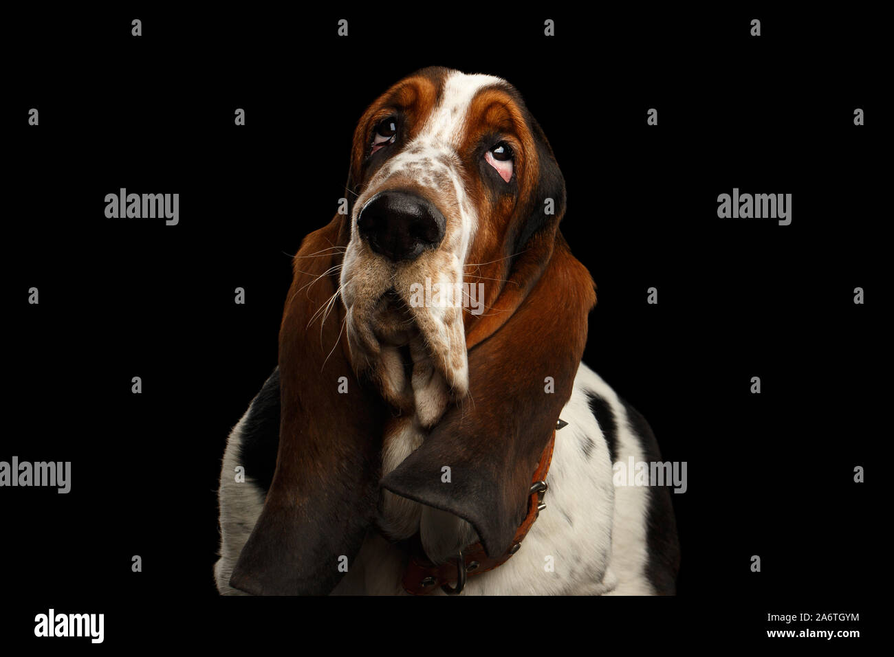 Portrait of Basset Hound Dog with Indifferent Looking up on Isolated black background, front view Stock Photo