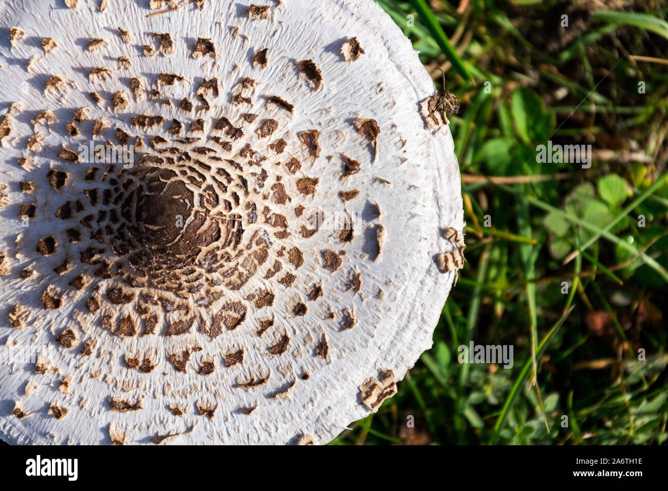 Parasol mushroom, macrolepiota procera fungus in green grass on sunny autumn day, copy space Stock Photo