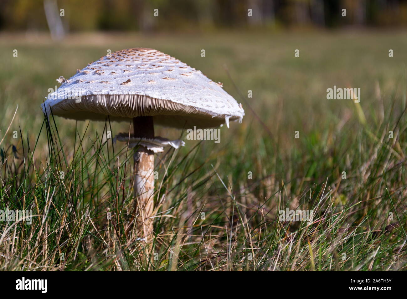 Parasol mushroom, macrolepiota procera fungus in green grass on sunny autumn day, copy space Stock Photo