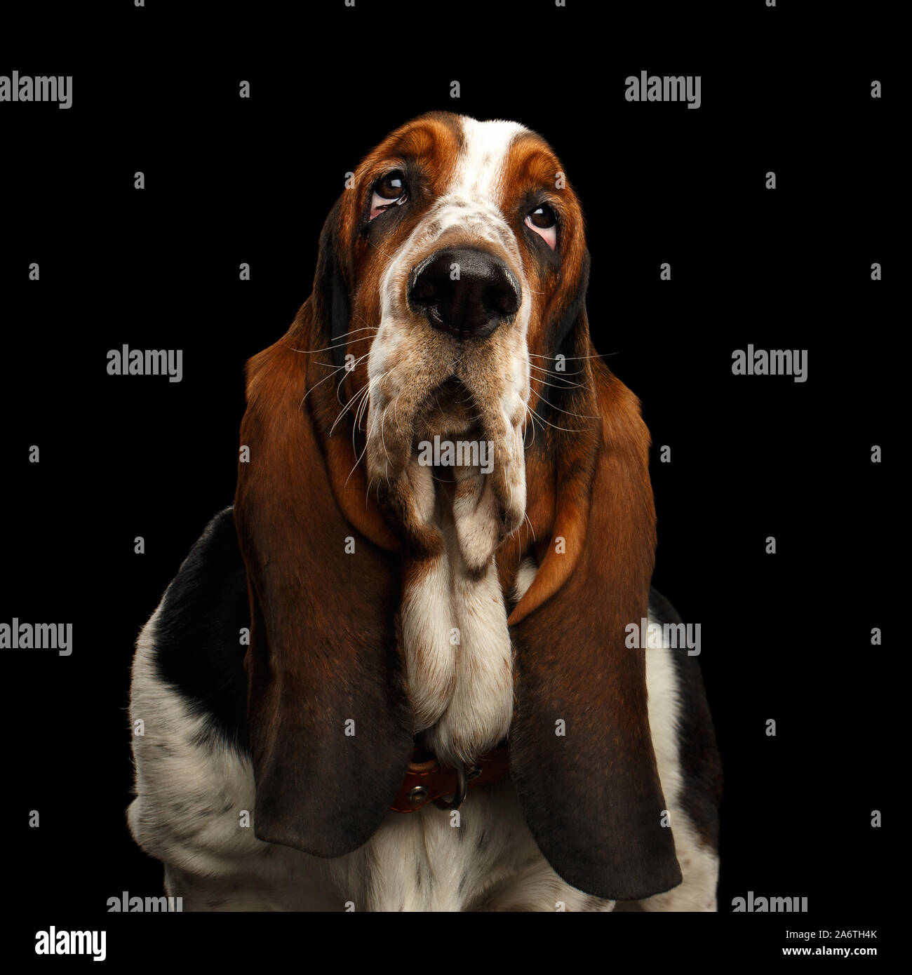 Portrait of Basset Hound Dog Looks Apathy on Isolated black background, front view Stock Photo