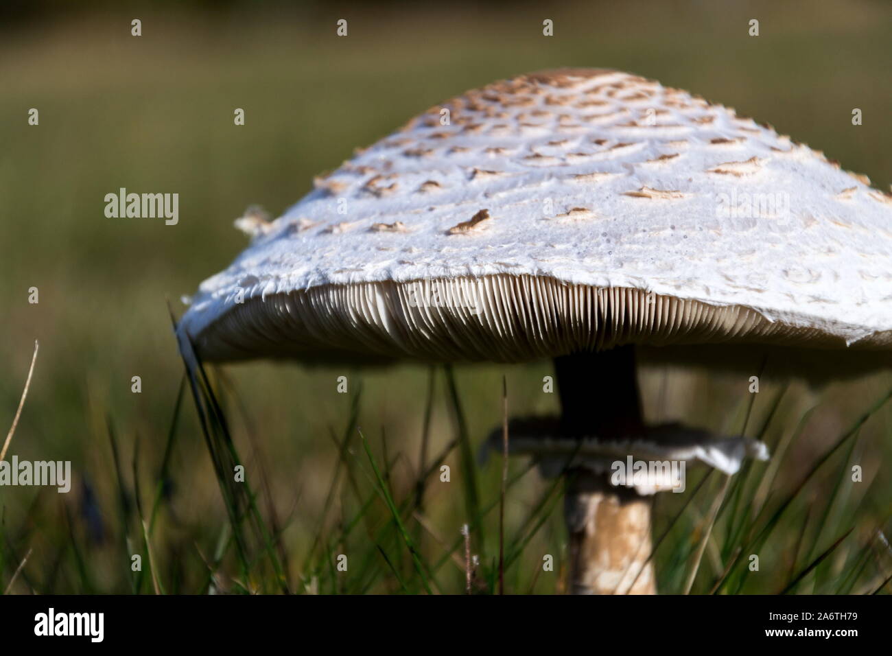 Parasol mushroom, macrolepiota procera fungus in green grass on sunny autumn day, copy space Stock Photo